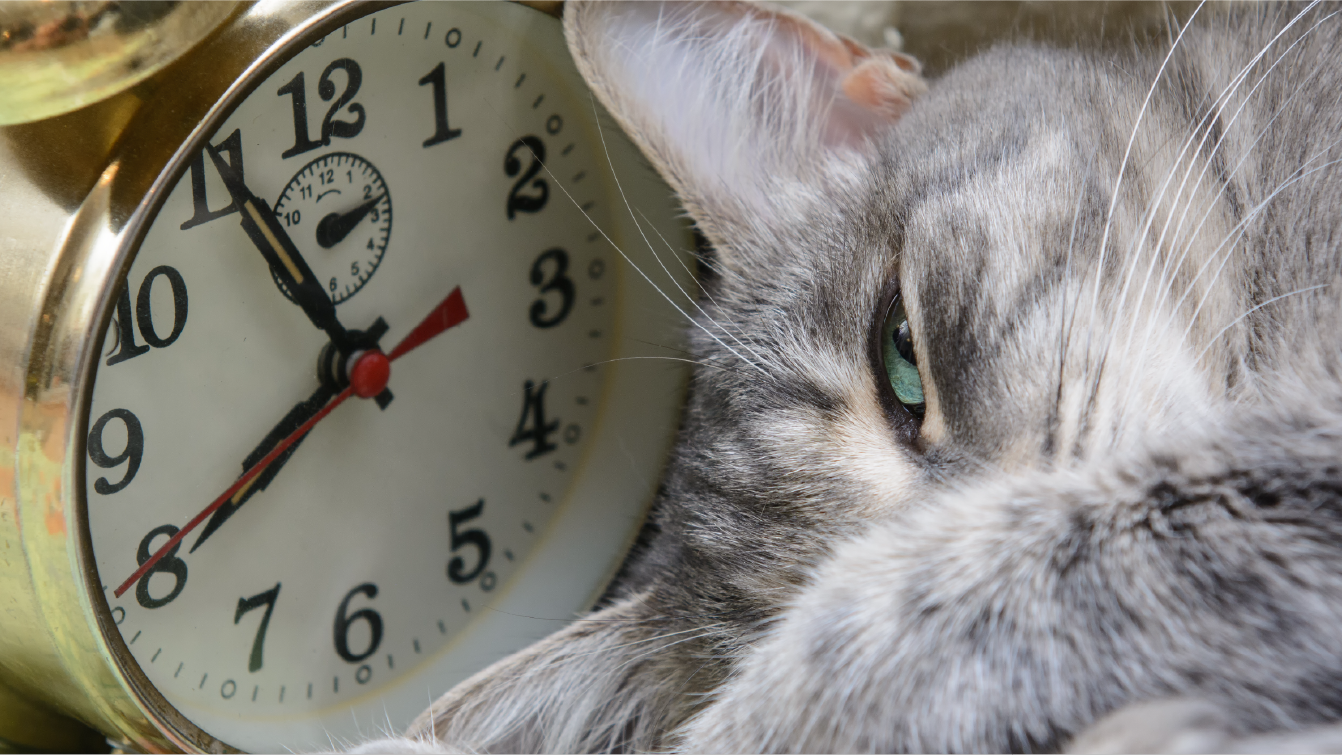 Image of a cat curled up next to a clock