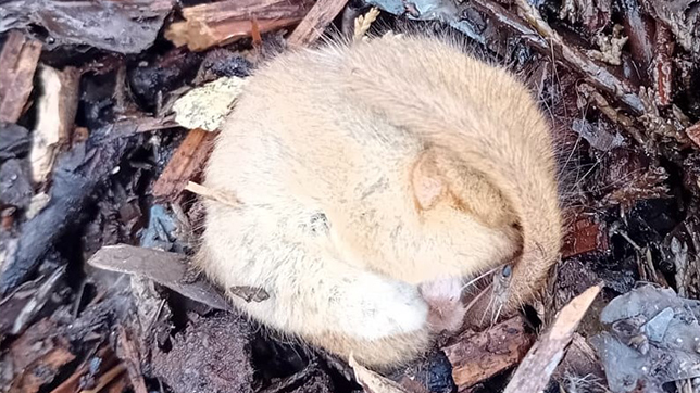 Photograph of a wild dormouse curled up