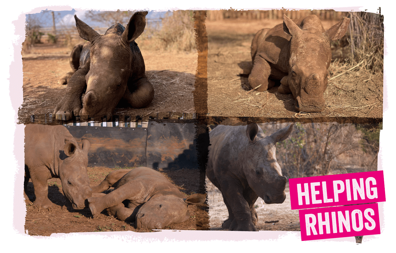 A collage of rhinos helped by Helping Rhinos