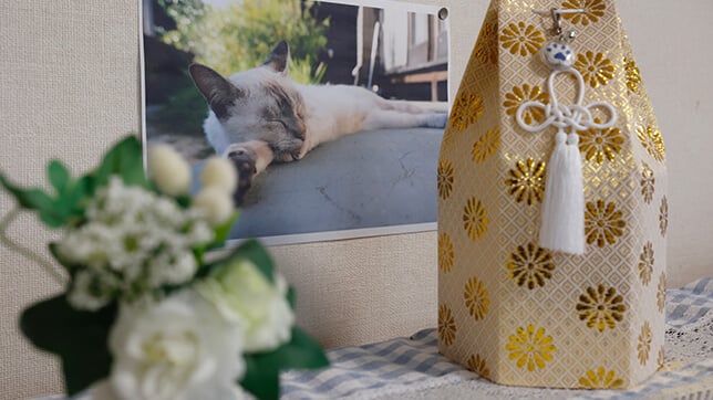 Photograph of a cat in the background, with flowers and a memorial box in the foreground