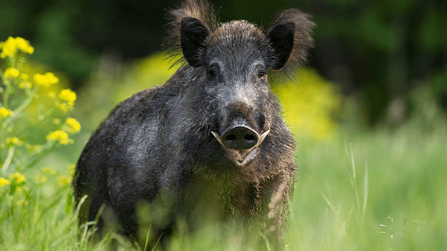 Photograph of a male wild boar stood in a meadow of long grass