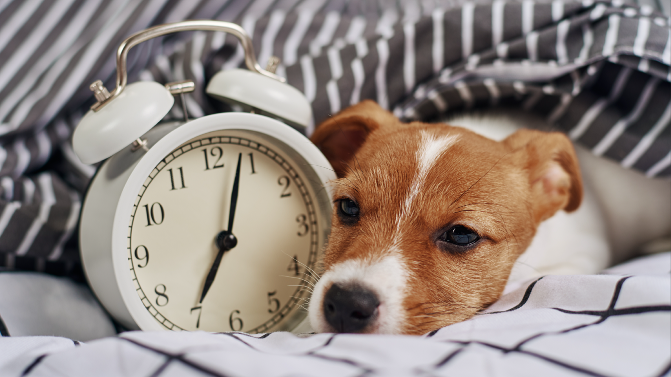 Photograph of a Jack Russell puppy snoozing beside a clock