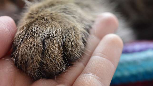 A cat's paw held in a person's hand, with blankets in the background