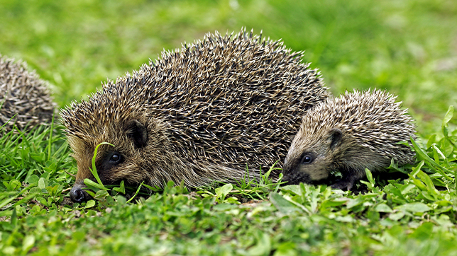 Photograph of a female hedgehog and her hoglet snuffling through grass