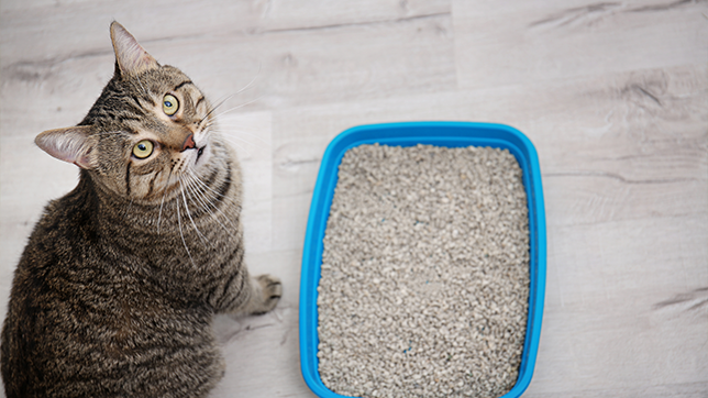 A cat sat beside a clean, blue litter tray filled with fresh litter