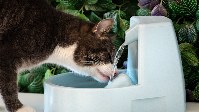 A cat drinking from a feline-friendly water fountain