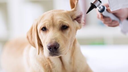 Ruptured eardrum dog treatment sale