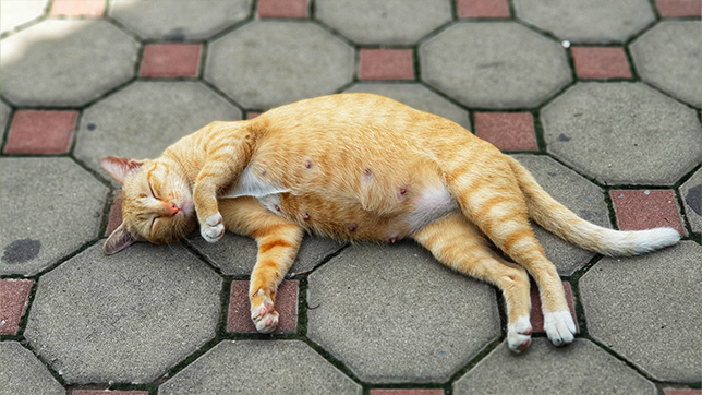 A pregnant ginger cat rolling on her back on a patio