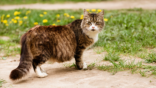 A tabby, long-haired, pregnant cat standing in the middle of a pathway