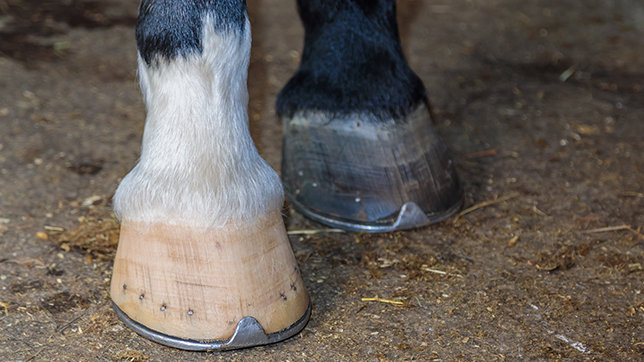 Horseshoes - The Brook Vet