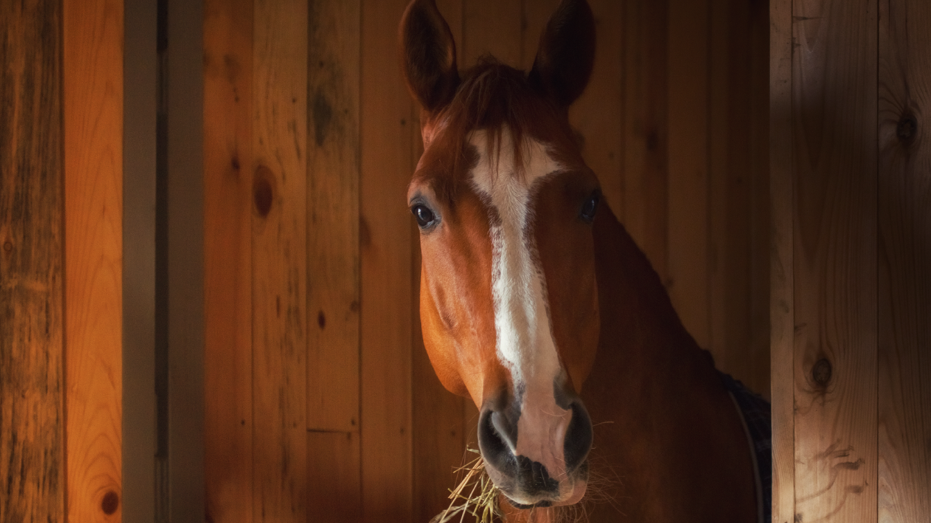 Photograph of a chestnut horse eating hay, while standing in a wooden stable