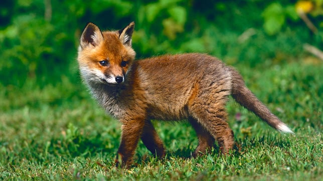 Photograph of a fox cub walking across a lawn