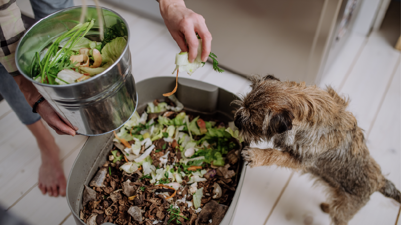 A border terrier dog trying to steal vegetable peelings from a bin