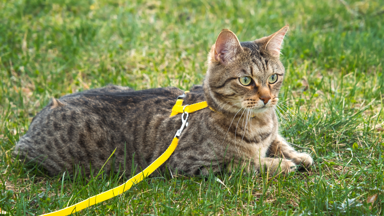 Photograph of a tabby cat resting on grass while wearing a hi-vis harness and lead