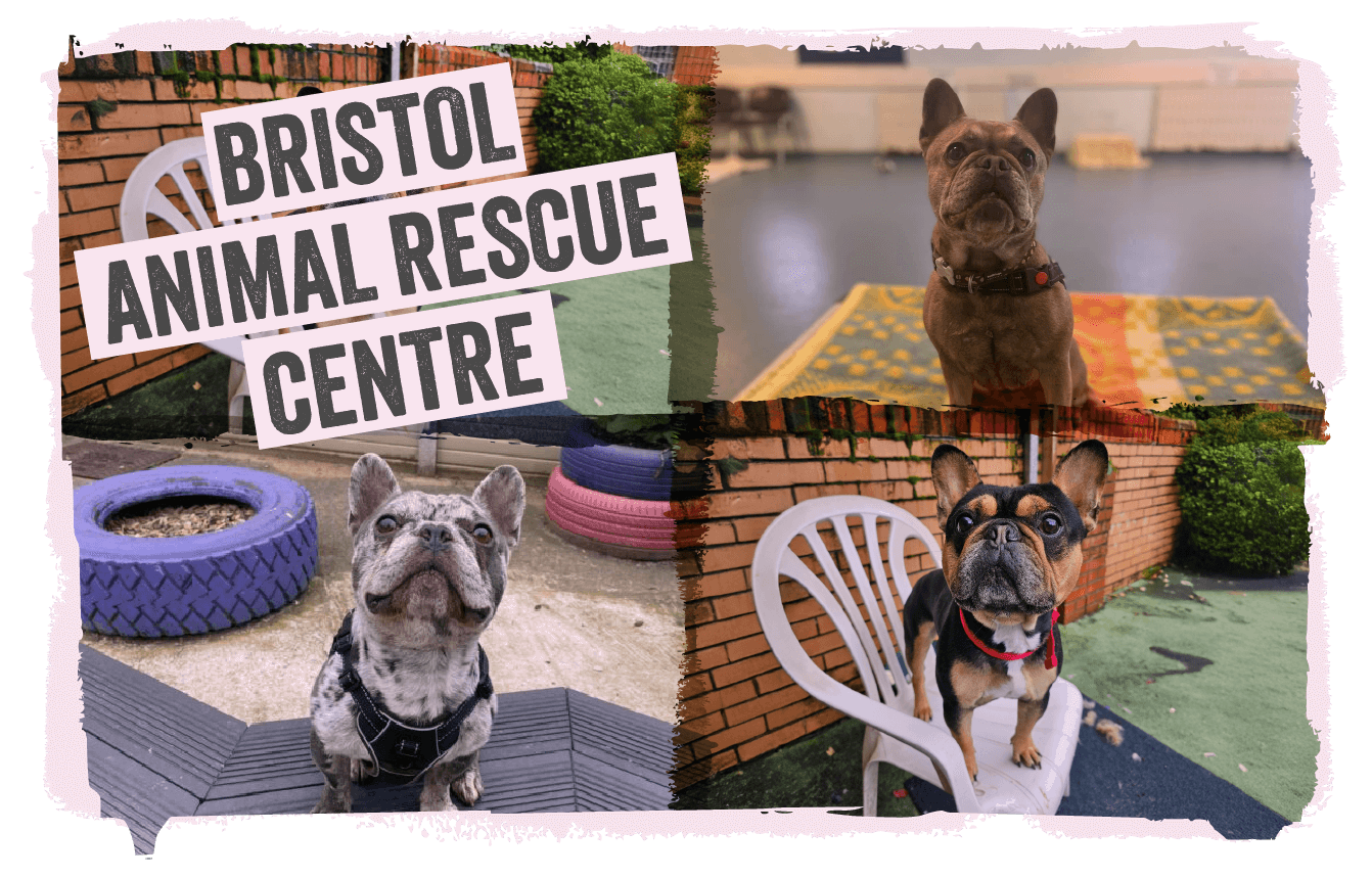 a collage of animals helped by Bristol Animal Rescue