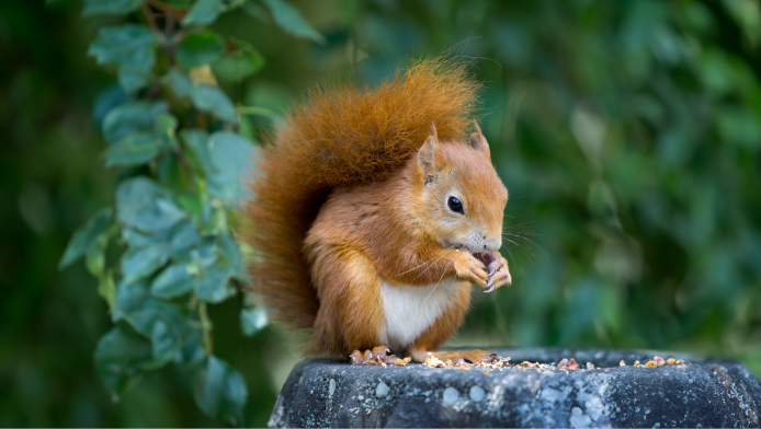 A red squirrel eating food on a platform in a garden