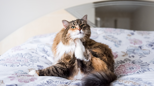 Long-haired cat scratching themselves with a hind leg