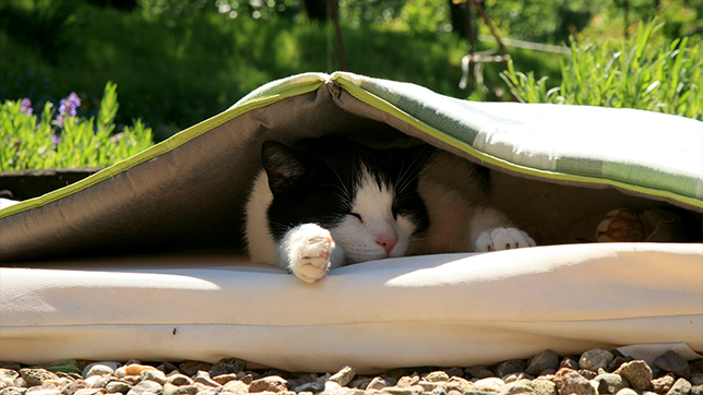 A cat lying in some shade