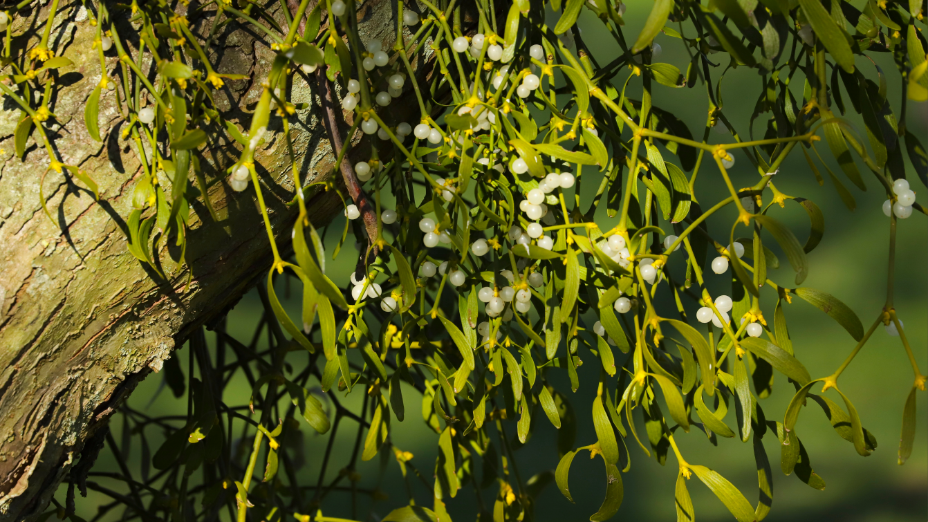 Photograph of a mistletoe plant