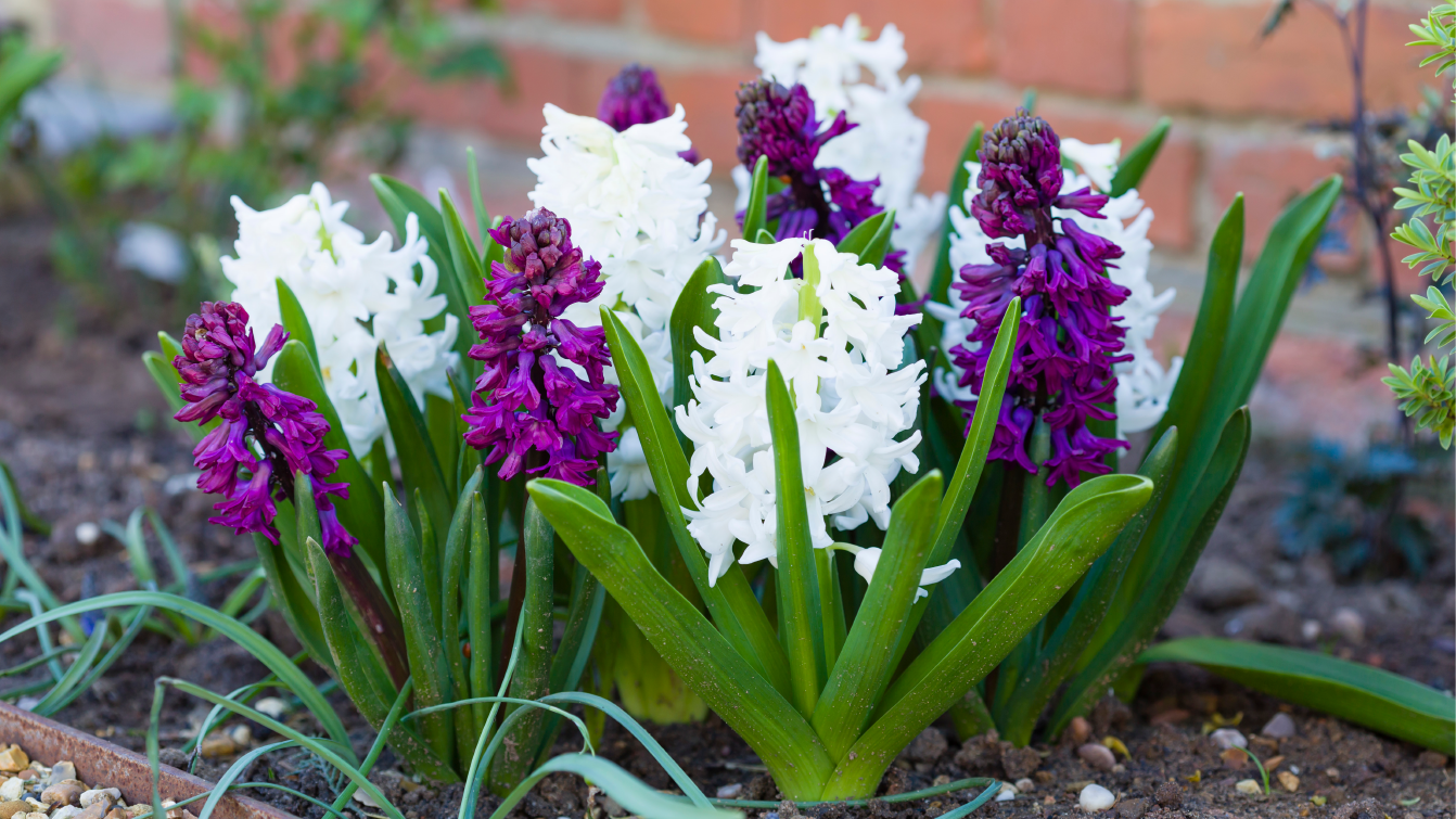 Photograph of hyacinth flowers