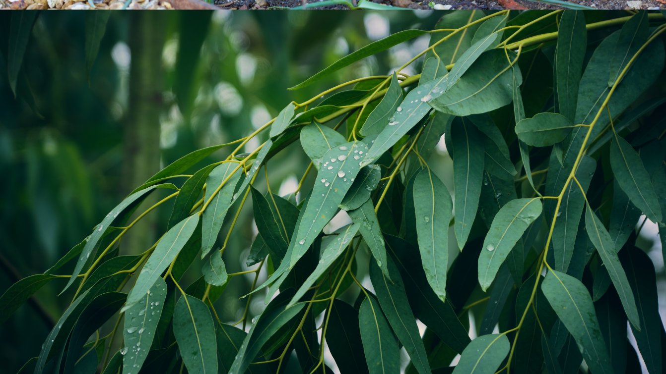 Photograph of a eucalyptus plant