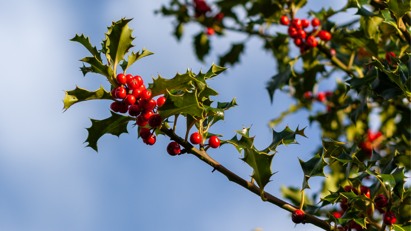 Photograph of a holly plant with red berries