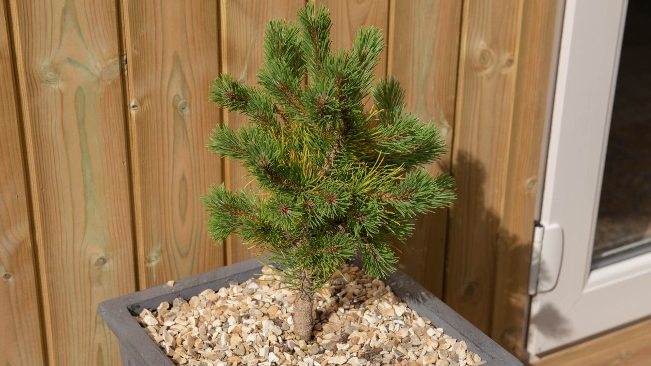 Photograph of a miniature pine tree in a plant pot