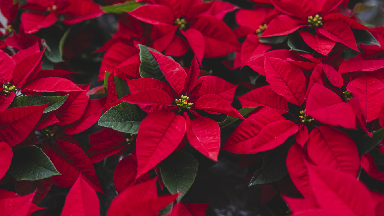 Photograph of bright red poinsettia plants