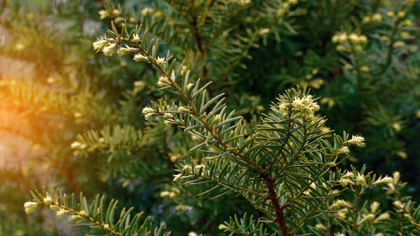 Photograph of a yew tree