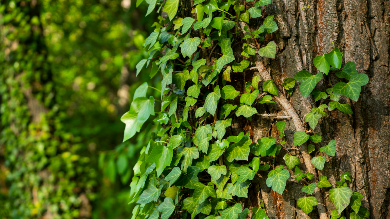 Photograph of an ivy plant