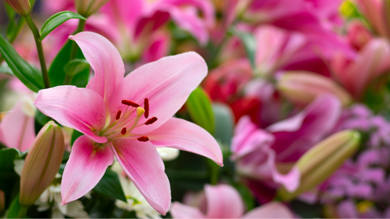 Photograph of a pink lily