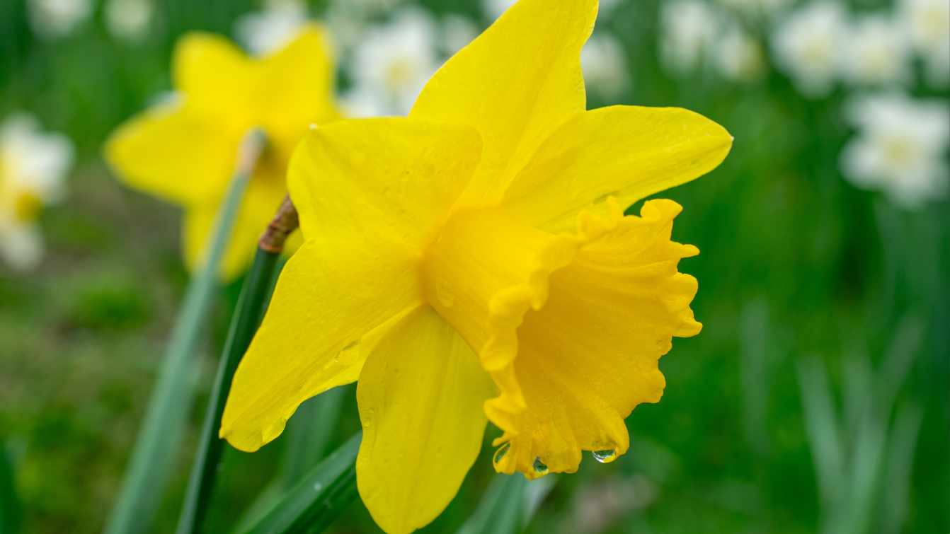 Photograph of a daffodil