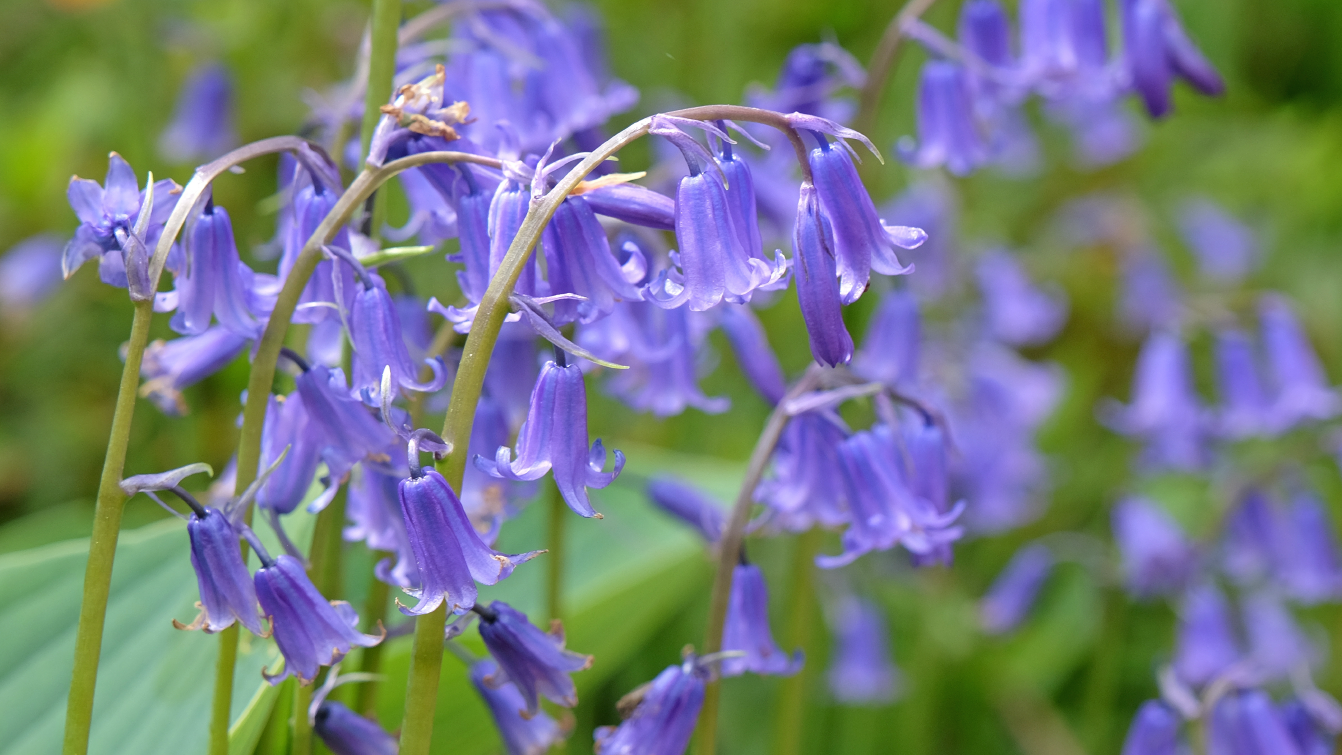 Photograph of bluebells