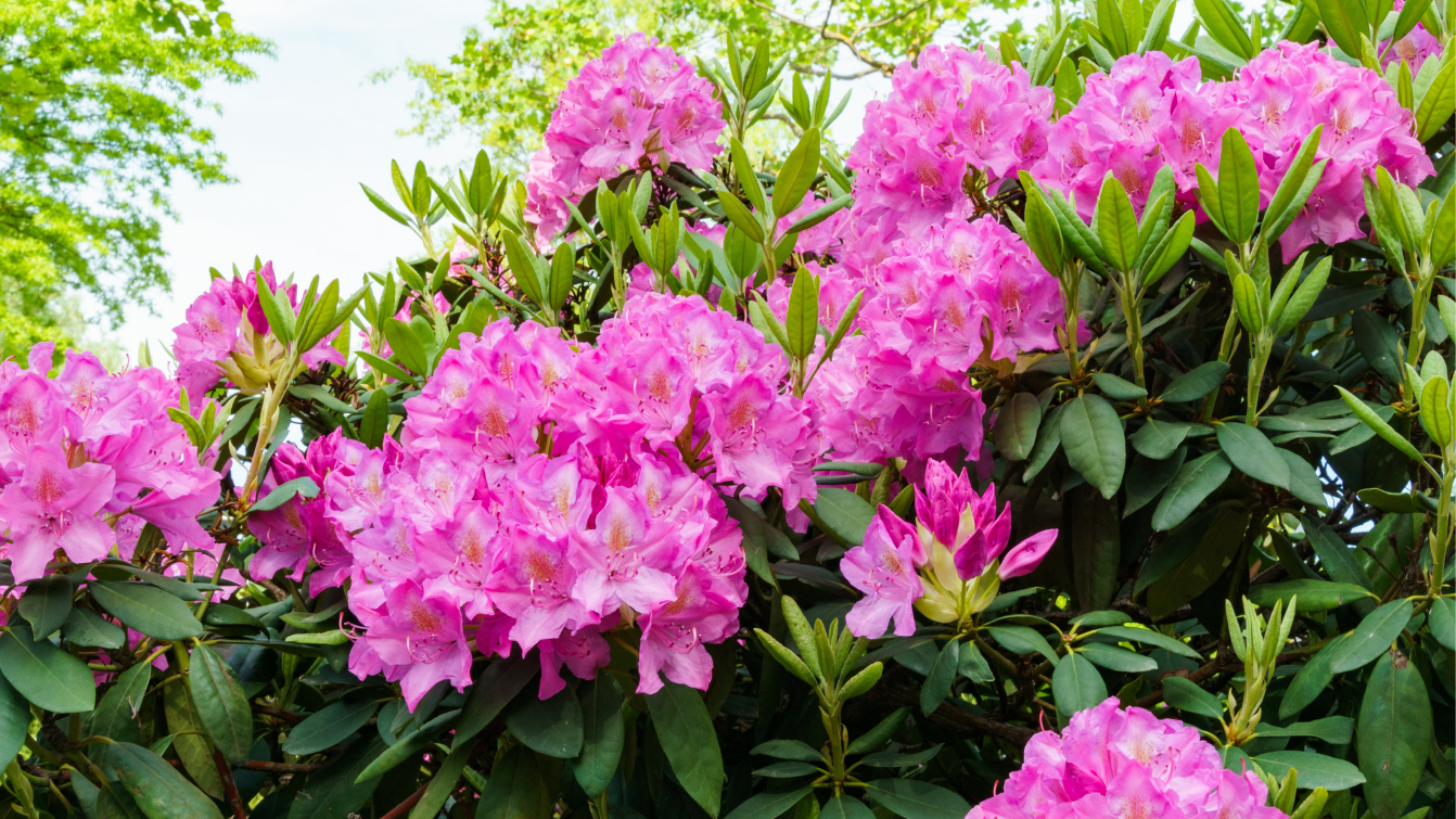 Photograph of a rhododendron plant with pink flowers