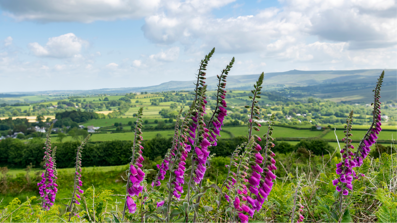 Photograph of wild foxgloves