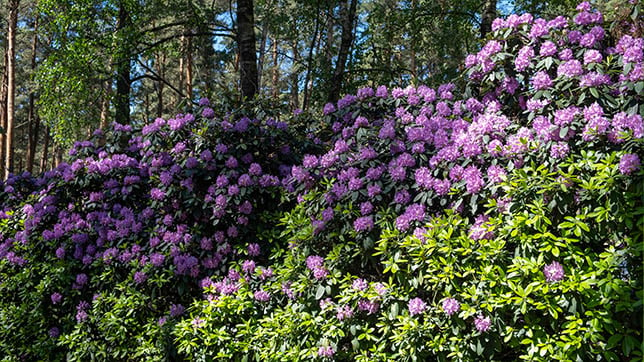 Image of rhododendron plant