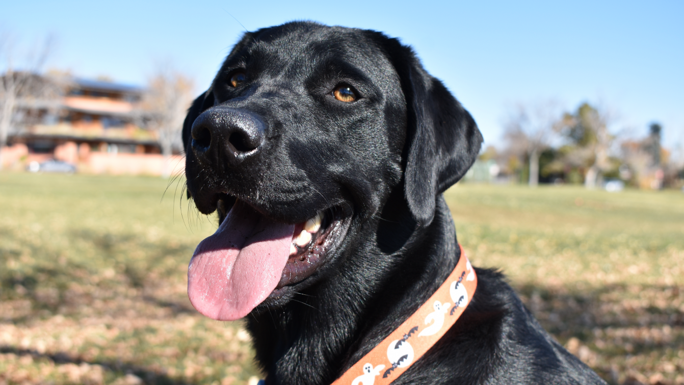 Photograph of a black Labrador wearing an orange collar with a Halloween-themed print