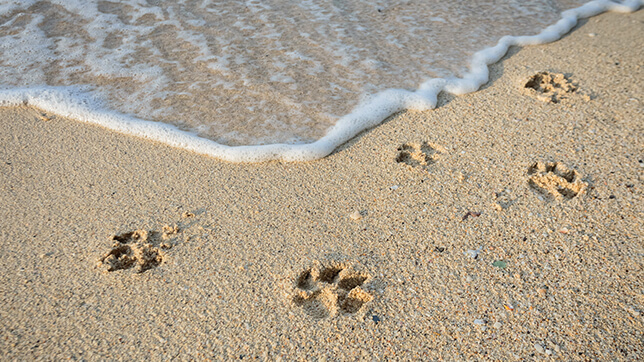 Pawprints in sand at the edge of the sea