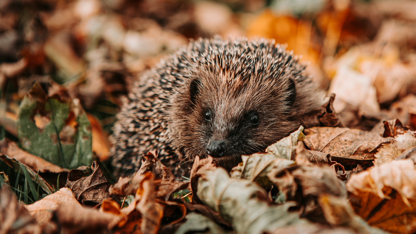 Photograph of a hedgehog resting in a pile of autumn leaves