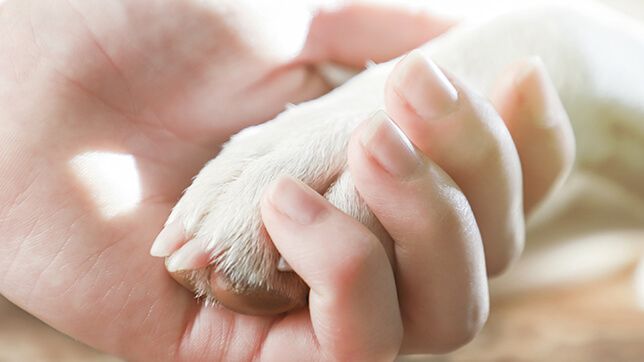 Photograph of a dog's paw being held in a person's hand