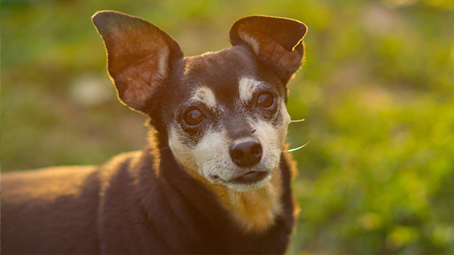 Photograph of an elderly tri-colour Chihuahua standing in a field