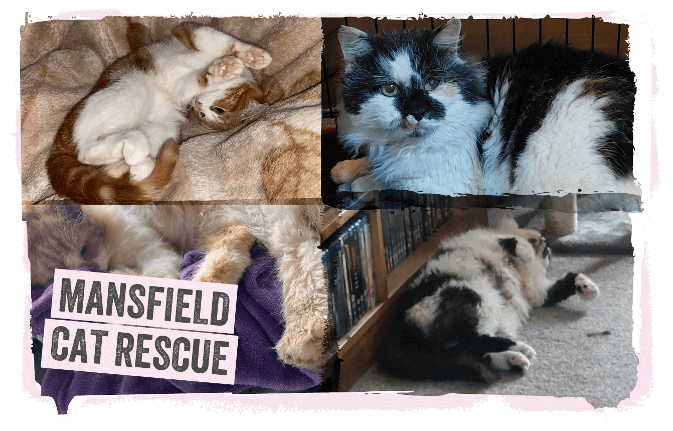 A collage of cats helped by Mansfield Cat Rescue