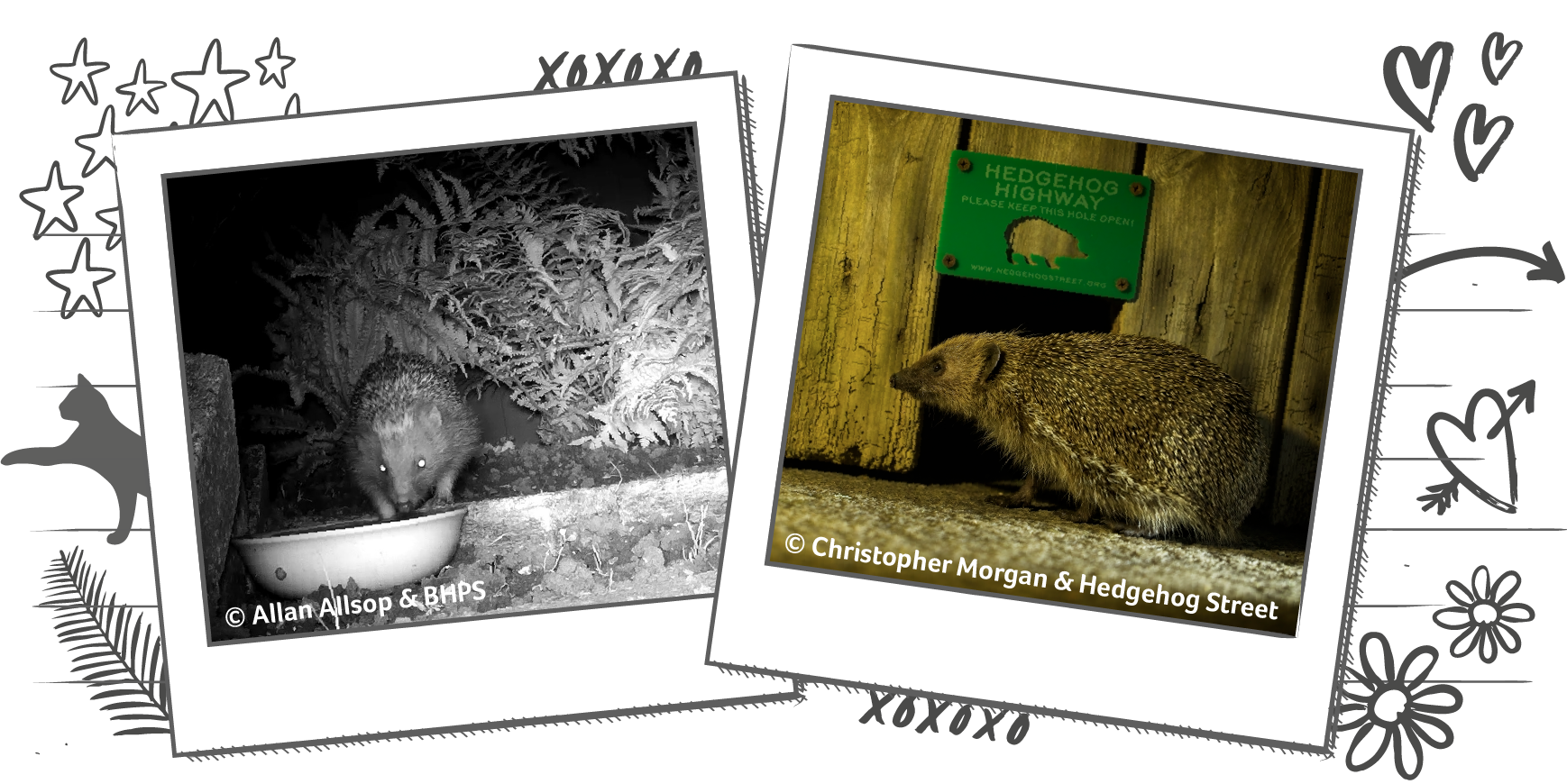 Illustration containing two photographs of hedgehogs within Polaroid frames