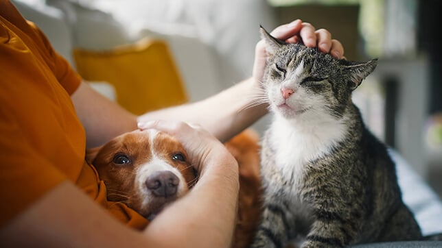 A beagle and a grey cat sat with their owner on a sofa