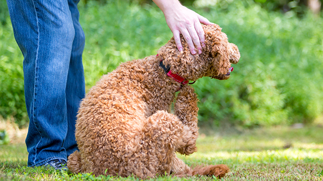 Photograph of a fox red Cavapoo dog scratching themselves with their back paw, while sat on grass beside their owner