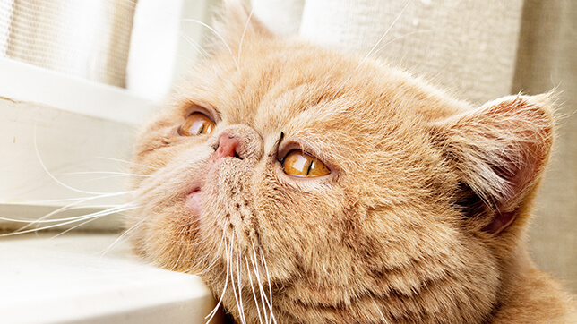 Photograph of a ginger, flat-faced cat leaning on a windowsill and staring out of a window