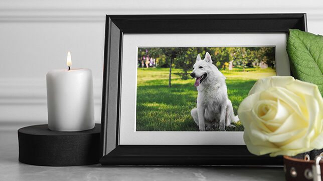 Photograph of a white husky within a black frame, surrounded by a lit candle and white rose