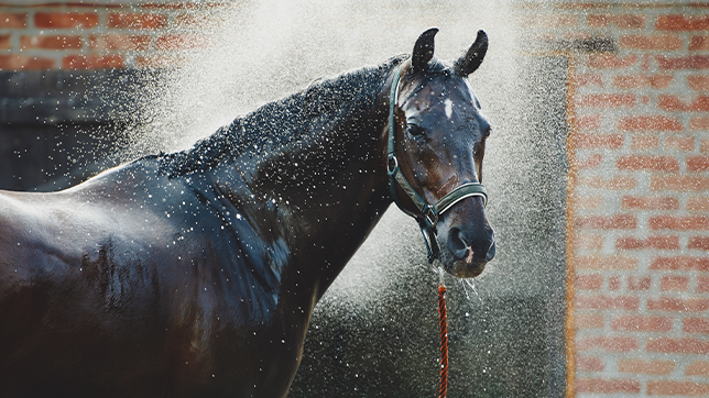 A horse being sprayed by water