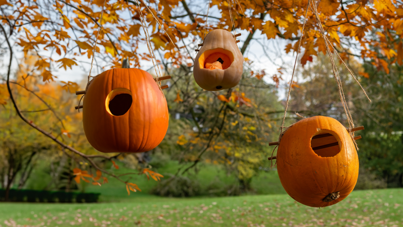 A selection of three pumpkin bird feeders hanging from tree branches