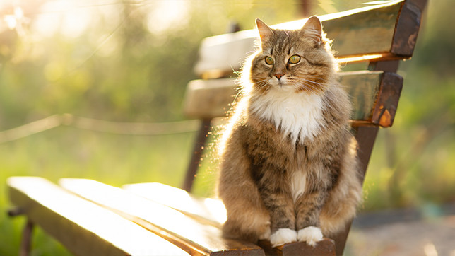 A long-haired tabby cat, with a white chest and paws, sitting on the edge of a park bench, basking in evening sunlight